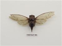 藏品(可禮大蟬)的圖片